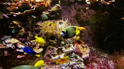 Eisbär, Affe und Co.: Folge 170: Unterwasserwelt der Wilhelma Eisbär, Affe und Co.: Folge 170: Unterwasserwelt der Wilhelma