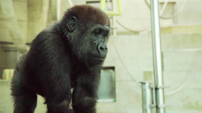 Eisbär, Affe und Co.: Folge 182: Denksport für Gorillas