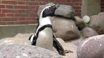 Eisbär, Affe und Co.: Folge 114: Licht aus, Spot an