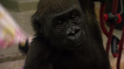 Eisbär, Affe und Co.: Folge 159: Ein Gorillakind wird flügge