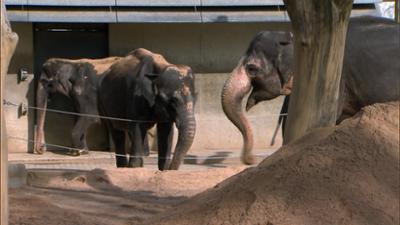 Eisbär, Affe und Co.: Folge 138: Mit der Wilhelma im Sandkasten, im Operationssaal und am Netz