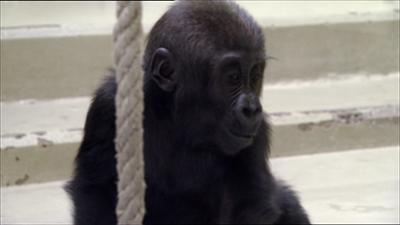 Eisbär, Affe und Co.: Folge 77: Stars in der Wilhelma