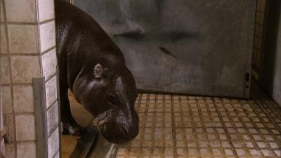 Eisbär, Affe und Co.: Folge 140: Privilegien für Hannibal