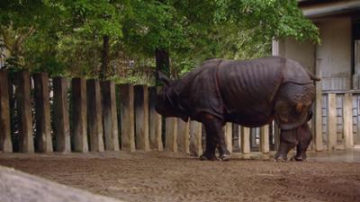 Eisbär, Affe und Co.: Folge 185: Schlammschlacht bei den Nashörnern