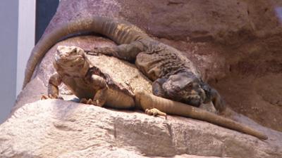 Eisbär, Affe und Co.: Folge 186: Sonderrationen für die Echsen