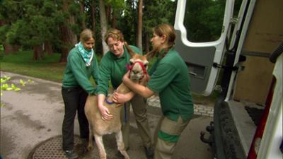 Eisbär, Affe & Co: Folge 154: Es ist allerhand los