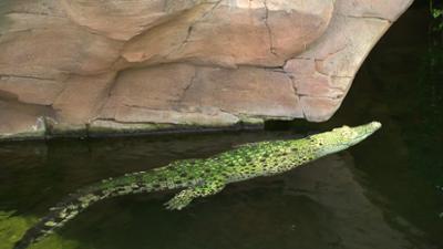 Eisbär, Affe & Co: Folge 175: Die springenden Leistenkrokodile