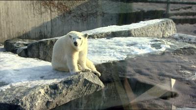 Eisbär, Affe & Co: Folge 134: Lebewohl im Schnee Eisbär, Affe & Co: Folge 134: Lebewohl im Schnee