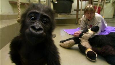 Eisbär, Affe & Co: Folge 135: Ankommen und Abschied nehmen Eisbär, Affe & Co: Folge 135: Ankommen und Abschied nehmen