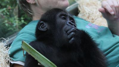 Eisbär, Affe & Co: Ein neues Haus für die Gorillas