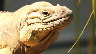 Eisbär, Affe & Co: Leguanweibchen in Not