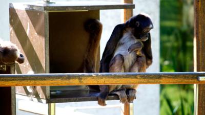 Eisbär, Affe & Co: Klammeraffen und Menschenaffen im Wettstreit