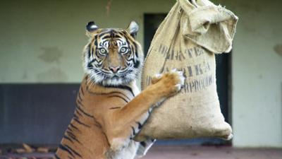 Eisbär, Affe & Co: Folge 183: Tiger-Dame mit feiner Nase