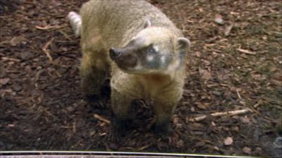 Eisbär, Affe & Co: Folge 119: Lebenskünstler Eisbär, Affe & Co: Folge 119: Lebenskünstler