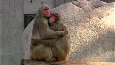 Eisbär, Affe & Co: Folge 143: Kleine Kinder, große Gefühle Eisbär, Affe & Co: Folge 143: Kleine Kinder, große Gefühle