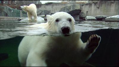 Eisbär, Affe & Co: Folge 121: Nicht doch! Auch das passiert im Zoo Eisbär, Affe & Co: Folge 121: Nicht doch! Auch das passiert im Zoo