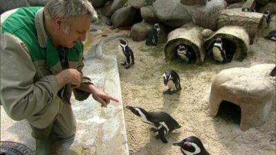 Eisbär, Affe & Co: Folge 144: Auf Du und Du mit den Pinguinen Eisbär, Affe & Co: Folge 144: Auf Du und Du mit den Pinguinen