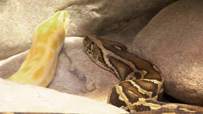 Eisbär, Affe & Co: Folge 187: Wie schwer ist eine Tigerpython? Eisbär, Affe & Co: Folge 187: Wie schwer ist eine Tigerpython?