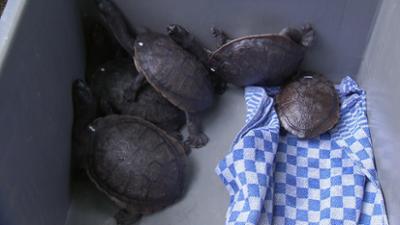 Eisbär, Affe & Co: Folge 188: Wie unterscheidet man Schildkröten?