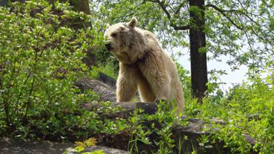 Eisbär, Affe & Co: Folge 189: Aber bitte mit Sahne