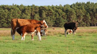 Elchalarm, die Rückkehr der Waldriesen: Re: Elchalarm, die Waldriesen sind zurück