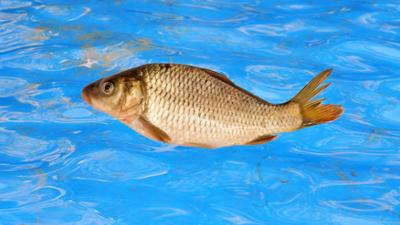 Früher waren die Karpfen blauer