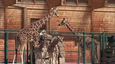 Giraffe, Erdmännchen & Co.: Emily schmust am liebsten (285)