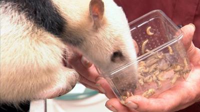 Giraffe, Erdmännchen & Co.: Neue Frau für Tamandua Yoda (275)