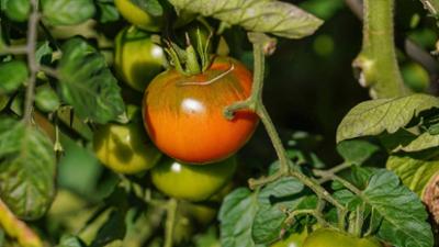 Hallo Nachbarn: Die Tomatenmucker von Werder