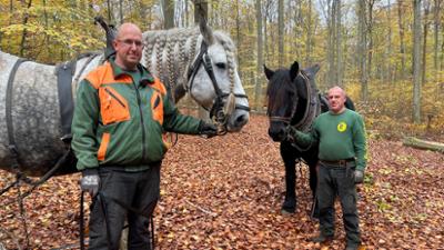 Hallo Nachbarn: Rückepferde in der Schorfheide