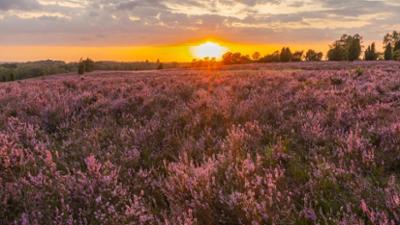 Heimat Natur: Feldflur, Heide, Küste (2/2)
