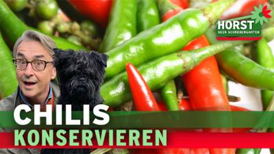 Horst sein Schrebergarten: 3 einfache Tipps, wie Chilischoten haltbar gemacht werden können