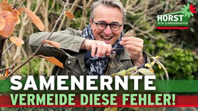 Horst sein Schrebergarten: Preiswert eigenes Saatgut ernten und lagern Horst sein Schrebergarten: Preiswert eigenes Saatgut ernten und lagern