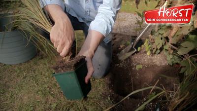 Horst sein Schrebergarten: Staudenbeet richtig anlegen