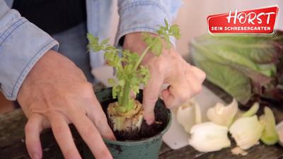 Horst sein Schrebergarten: Regrowing oder: Kann man Gemüse einfach so nachwachsen lassen? Horst sein Schrebergarten: Regrowing oder: Kann man Gemüse einfach so nachwachsen lassen?
