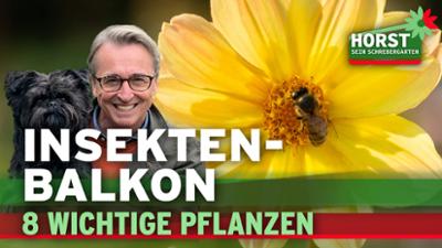 Horst sein Schrebergarten: Insekten-Balkon - 8 wichtige Pflanzen