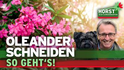 Horst sein Schrebergarten: Wie schneidet man den Oleander zurück?