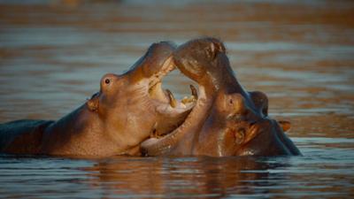 Kämpfer und Könige - Afrikas Flusspferde: Kämpfer und Könige – Afrikas Flusspferde