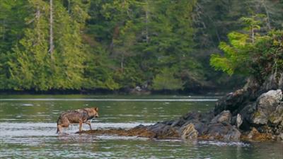 Kanadas Nationalparks: Pacific Rim