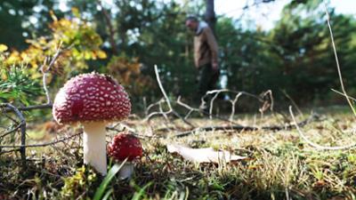 Knotenpunkt: Ruf der Wildnis