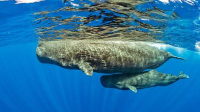 Magisches Mittelmeer: Unter Pottwalen