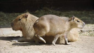 Panda, Gorilla und Co.: Panda, Gorilla & Co. (248)