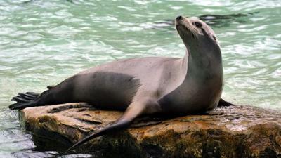 Panda, Gorilla und Co.: Musterschülerin - Folge 186