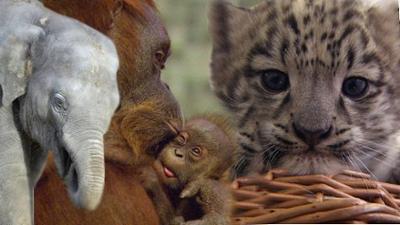 Panda, Gorilla und Co.: Panda, Gorilla & Co. (188)