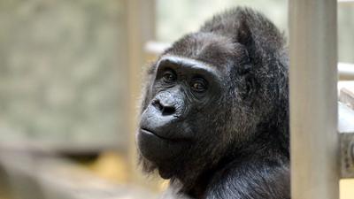 Panda, Gorilla und Co.: Panda, Gorilla & Co. (252)