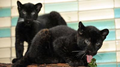 Panda, Gorilla und Co.: Panda, Gorilla & Co. (233)