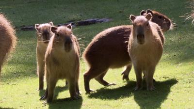 Panda, Gorilla & Co.: Shorties: Abnabeln (4)