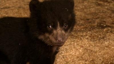 Panda, Gorilla und Co.: Panda, Gorilla & Co. (254)