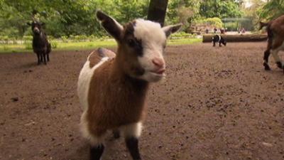 Panda, Gorilla und Co.: Panda, Gorilla & Co. (172)