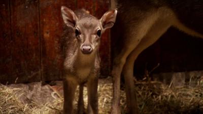 Panda, Gorilla und Co.: Panda, Gorilla & Co. Folge 6: Kindersegen